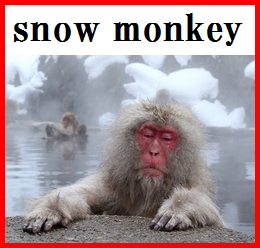 snow monkey