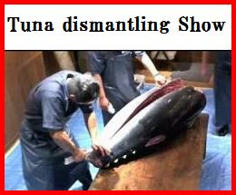 Tuna dismantling Show