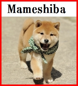 Mameshiba